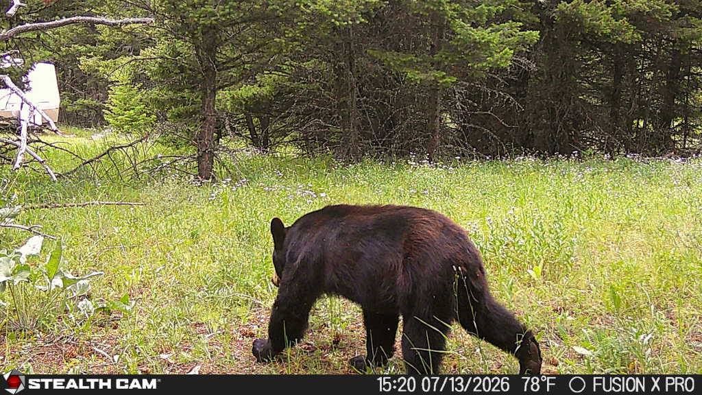 TBD Logging Creek Road, Monarch, MT 59463 photo 5