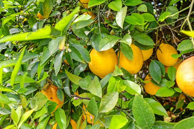 1451 McClaren Dr, Carmichael, CA 95608