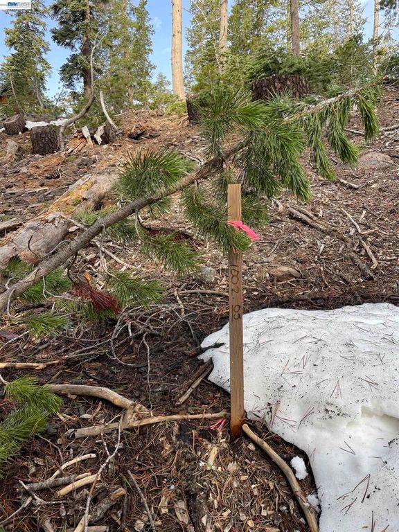 Image 9 of property listing at 7217 Palisade Road, Soda Springs, CA 95728