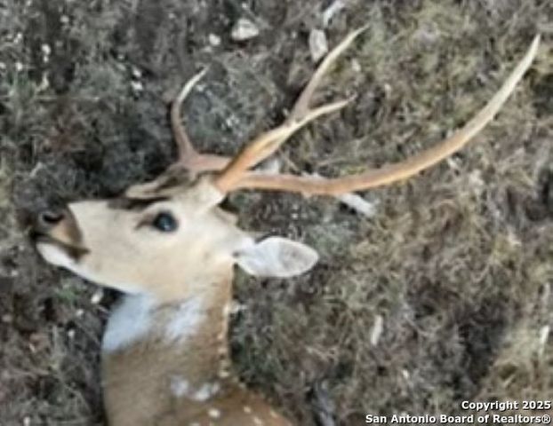 TBD SD74100, Rocksprings, TX 78880