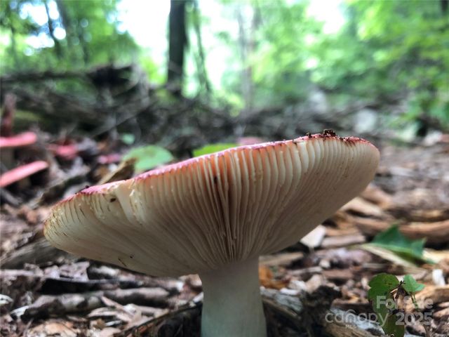 126 and 111 Visionview Way, Black Mountain, NC 28711