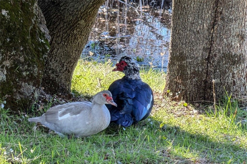 Image 56 of property listing at 31729 Cherokee, Coarsegold, CA 93614