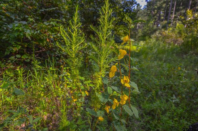 Tract 13 CR 4224, Frankston, TX 75763