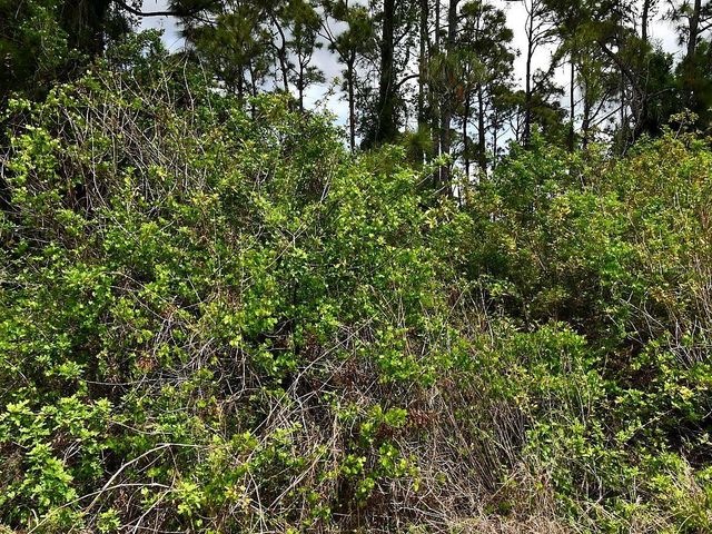 FLAMBEAU AVENUE, North Port, FL 34288
