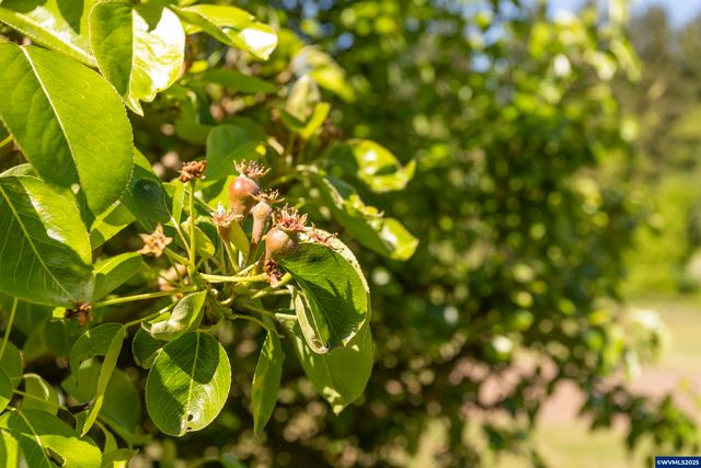 9275 SE Terrace View Ct, Amity, OR 97101