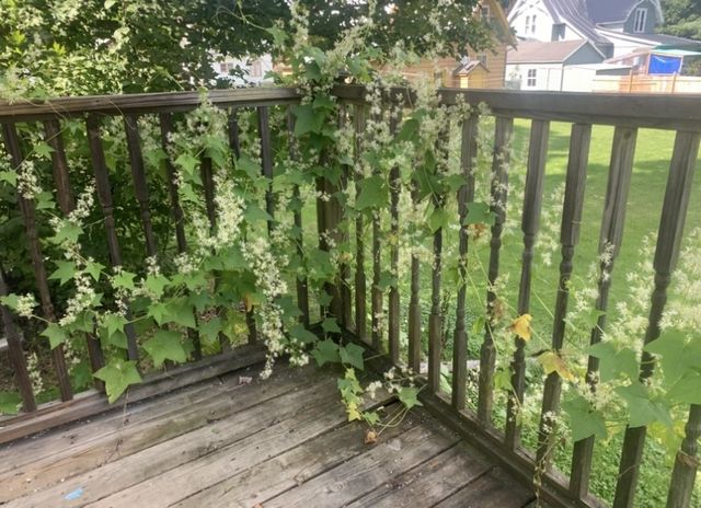 42 Sunnyside Street, Friendship, NY 14739