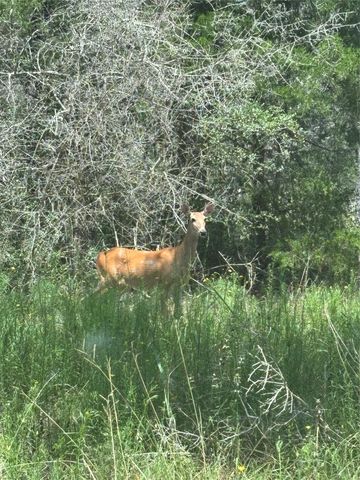 2250 Old Lockhart RD, Plum, TX 78952