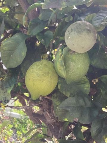 1425 2nd Avenue 116, Chula Vista, CA 91911