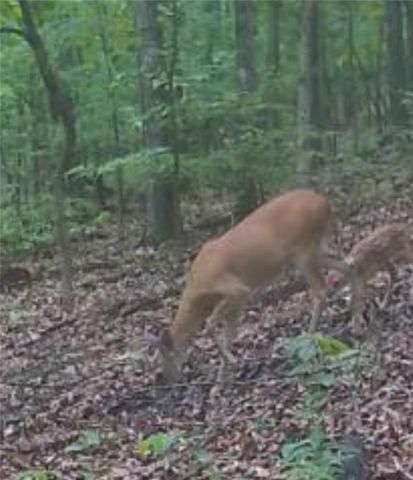 14159 New Hope Road, Omaha, AR 72662