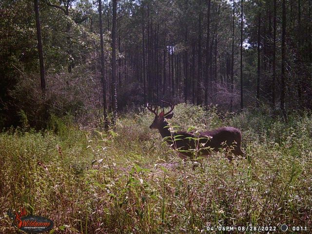 1432 Fm 1745 S, Chester, TX 75936