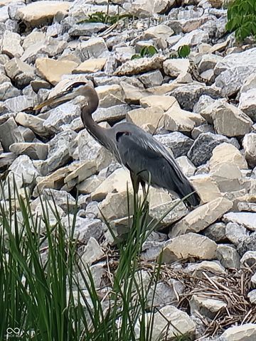 10590 Geist View Drive, Fishers, IN 46055