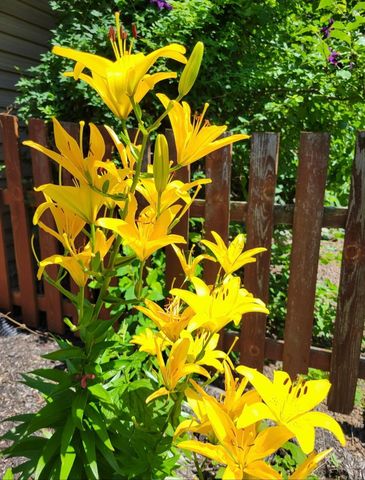 25 S Cherrywood Lane, Valparaiso, IN 46385