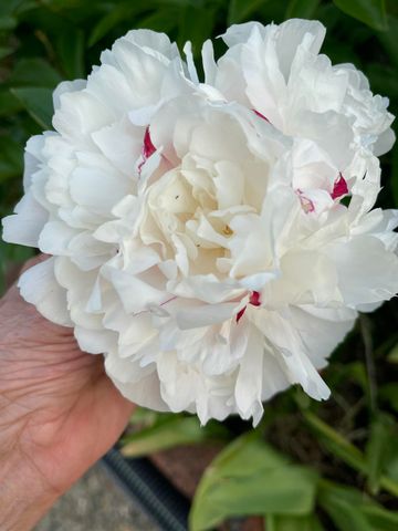 10740 Swede Creek Road, Palo Cedro, CA 96073