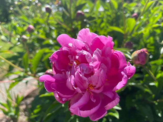 10740 Swede Creek Road, Palo Cedro, CA 96073