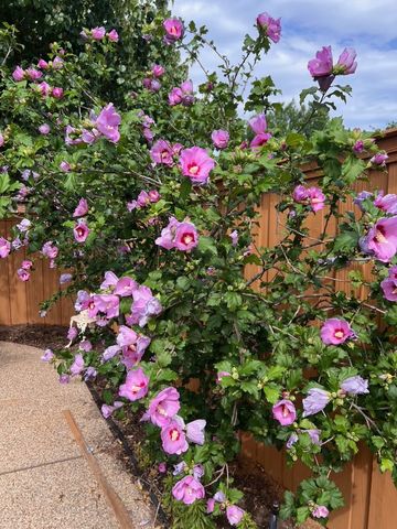 1224 Harvard Lane, Allen, TX 75002