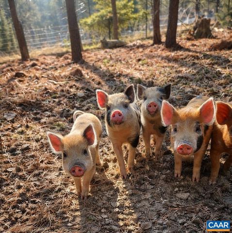 1340 ROUNDABOUT RD, Louisa, VA 23093