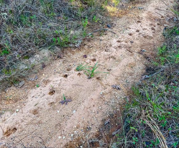 10662 Ruger Road, Willis, TX 77378