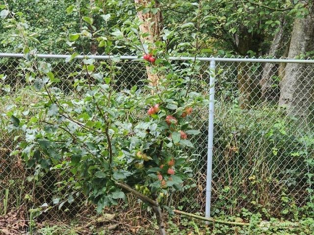 801 Mount Olympus Avenue SE, Ocean Shores, WA 98569