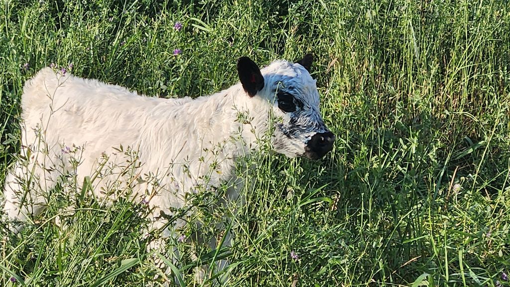 3943 Lower Valley Road, Kalispell, MT 59901 photo 45