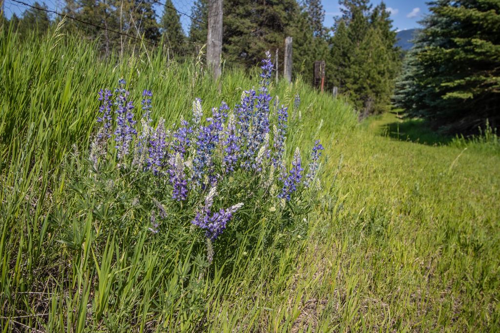 1265 Jellison Road, Columbia Falls, MT 59912 photo 79