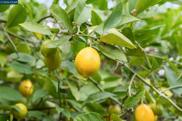 11 Los Conejos, Orinda, CA 94563