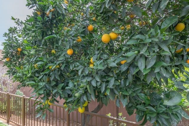 914 N Main Avenue, Fallbrook, CA 92028