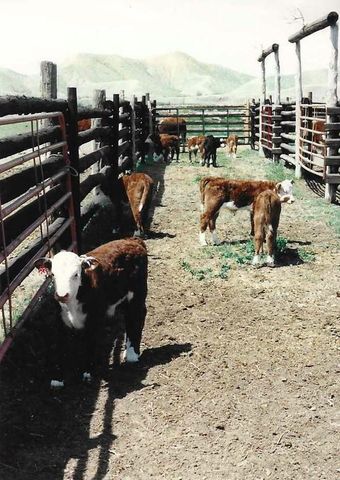 11694 Trap Club Road, Austin, CO 81410