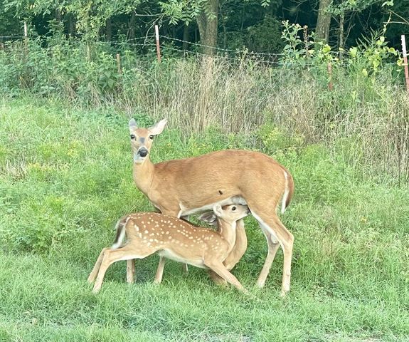 24100 S 550 Road, Afton, OK 74331