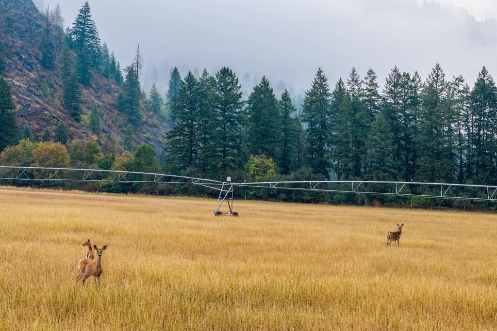 361 Lone Ranch Creek Rd, Curlew, WA 99121 photo 8