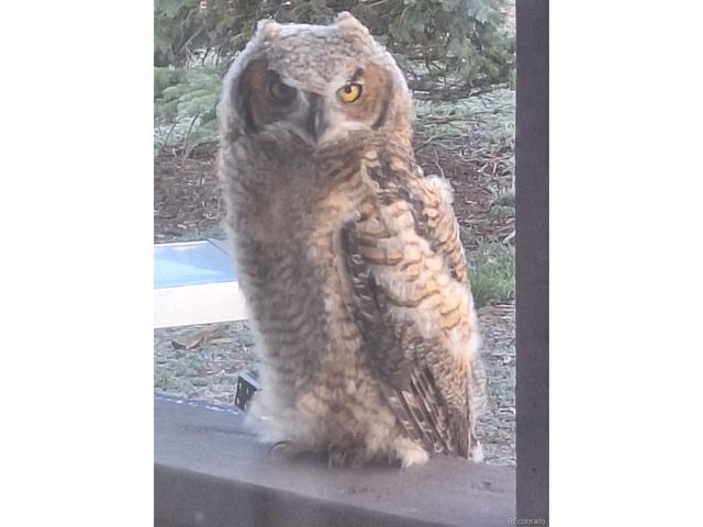 12593 Ce Ce Ln, Nathrop, CO 81236