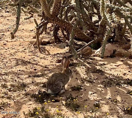 25131 W Gambit Trail, Wittmann, AZ 85361