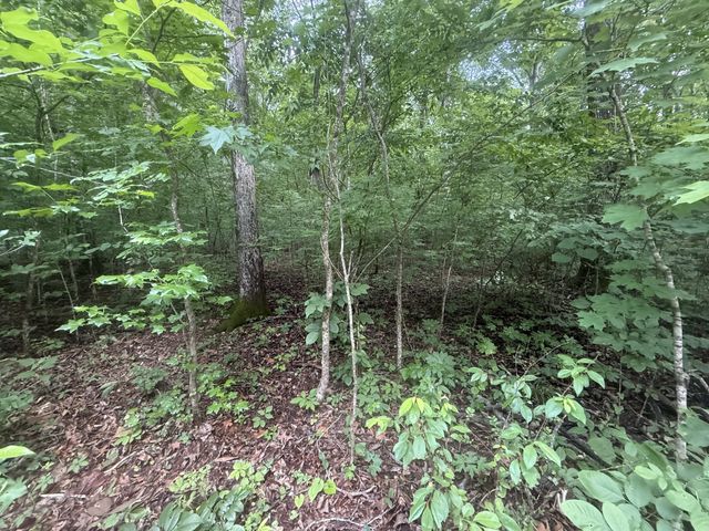 0 Caney Branch Rd, Stewart, TN 37175