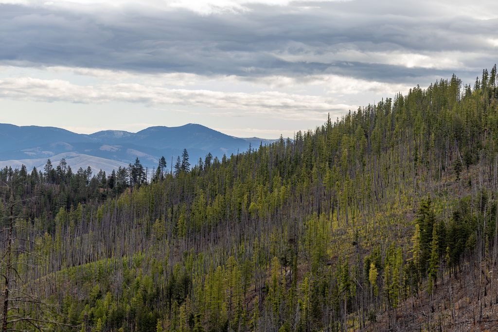 Lolo Peak Shadows, Lolo, MT 59847 photo 102