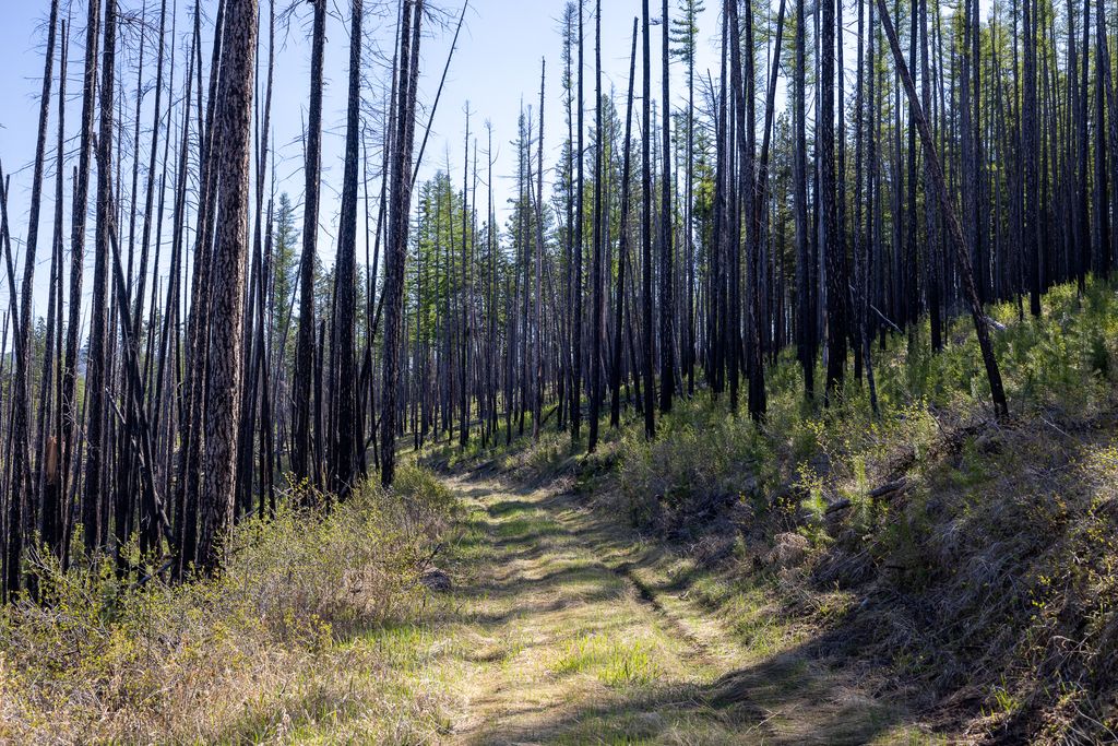 Lolo Peak Shadows, Lolo, MT 59847 photo 17