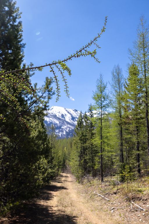 Lolo Peak Shadows, Lolo, MT 59847 photo 38