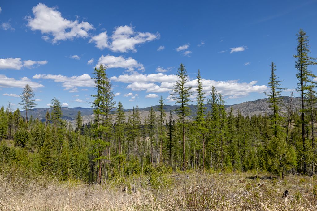 Lolo Peak Shadows, Lolo, MT 59847 photo 39