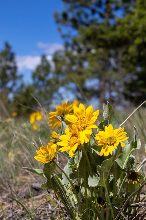Lolo Peak Shadows, Lolo, MT 59847 photo 42