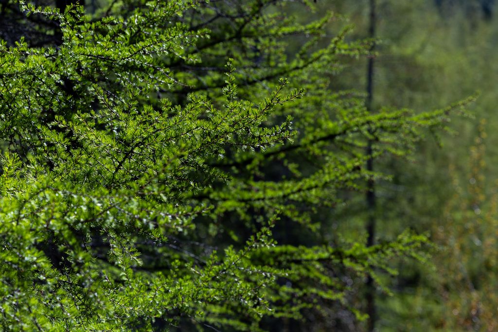 Lolo Peak Shadows, Lolo, MT 59847 photo 56