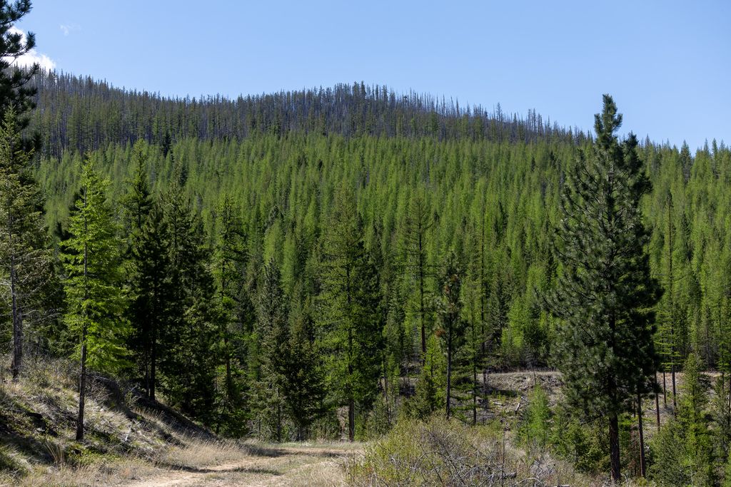 Lolo Peak Shadows, Lolo, MT 59847 photo 61