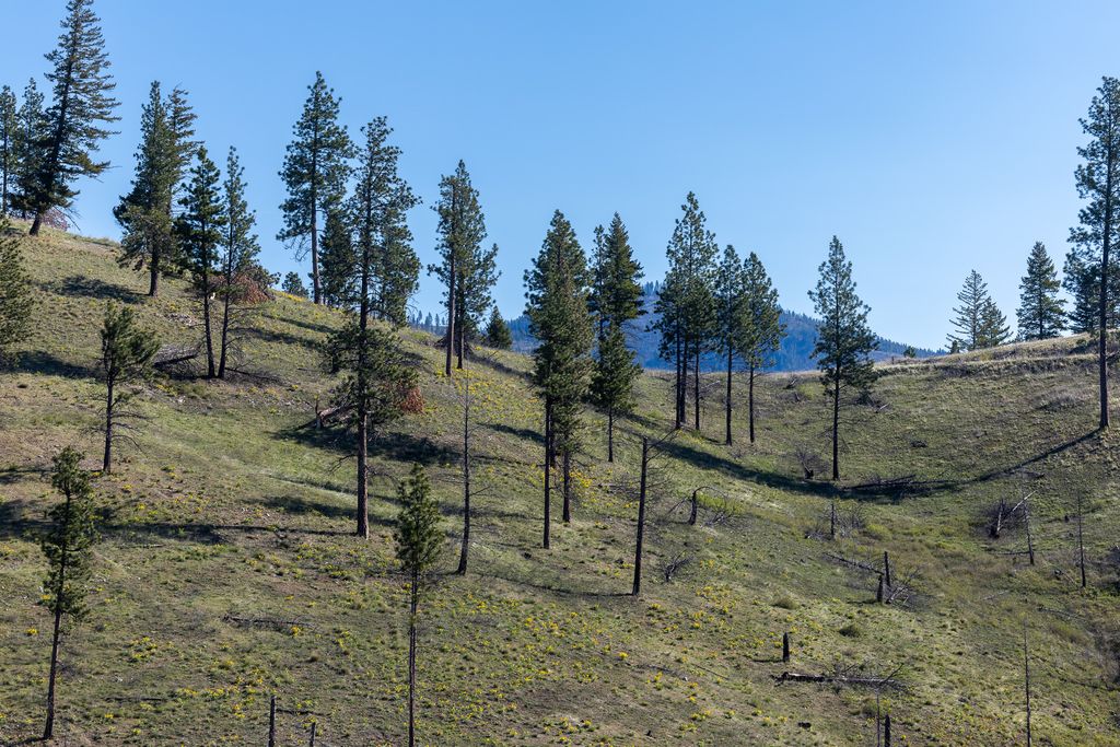 Lolo Peak Shadows, Lolo, MT 59847 photo 68