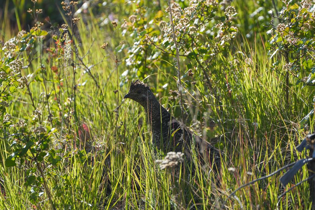 Lolo Peak Shadows, Lolo, MT 59847 photo 79