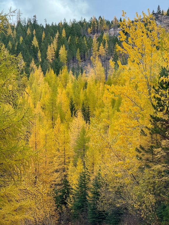 Lolo Peak Shadows, Lolo, MT 59847 photo 8