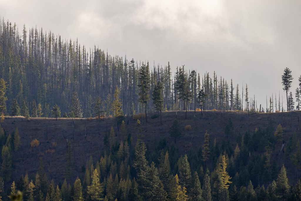 Lolo Peak Shadows, Lolo, MT 59847 photo 81