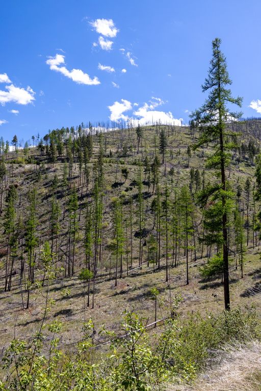 Lolo Peak Shadows, Lolo, MT 59847 photo 82