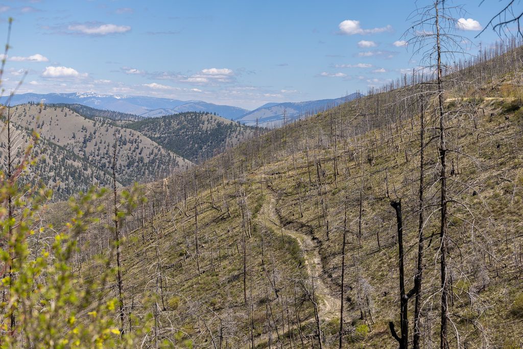 Lolo Peak Shadows, Lolo, MT 59847 photo 89