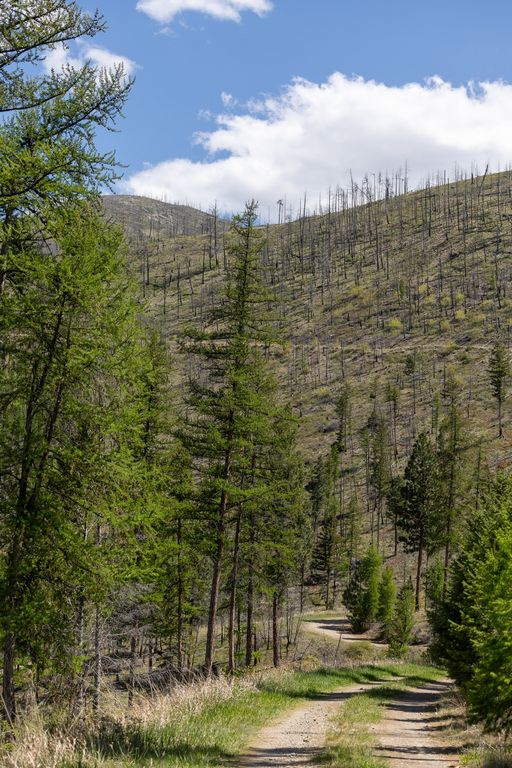 Lolo Peak Shadows, Lolo, MT 59847 photo 92