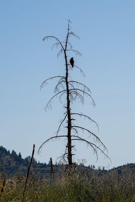 Lolo Peak Shadows, Lolo, MT 59847 photo 95