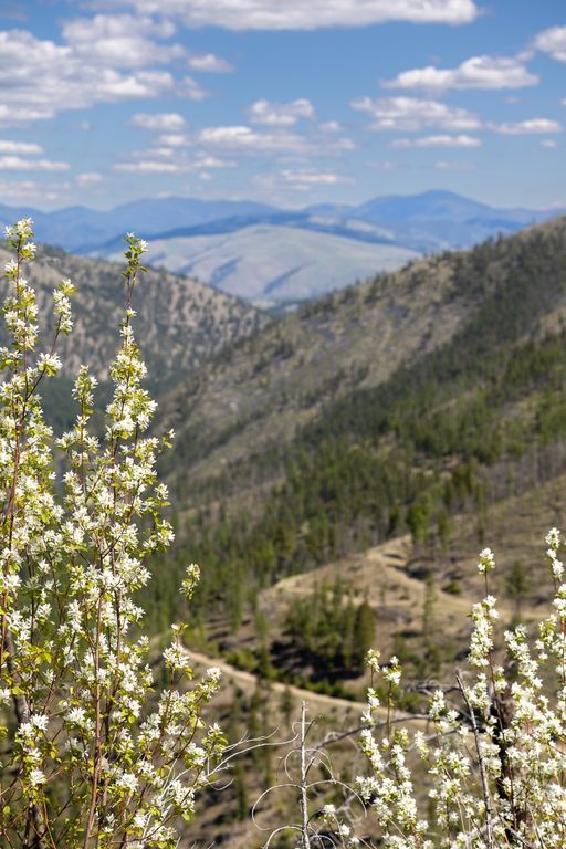 Lolo Peak Shadows, Lolo, MT 59847 photo 96