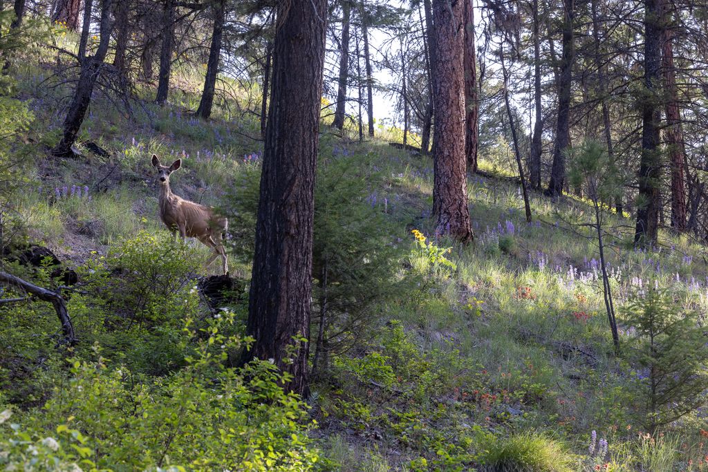 Lolo Peak Shadows, Lolo, MT 59847 photo 99