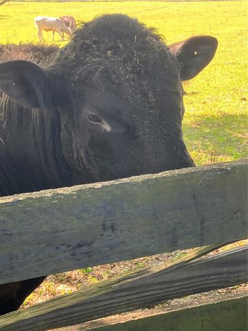 17457 SE 76TH FLINTLOCK TERRACE, The Villages, FL 32162